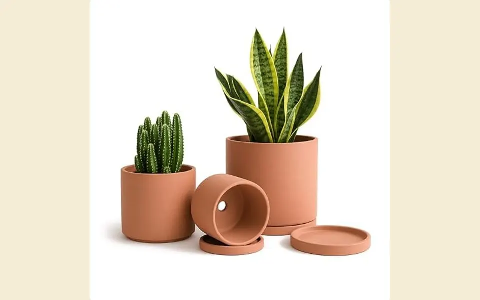 Macetas de terracota con plantas